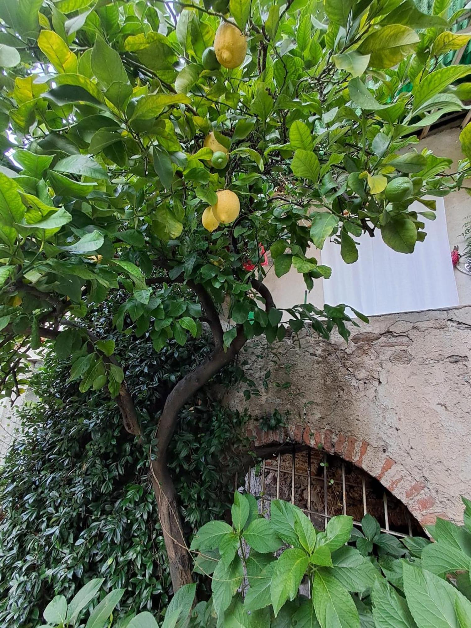 לינה וארוחת בוקר Castelveccana Nonna Anita מראה חיצוני תמונה