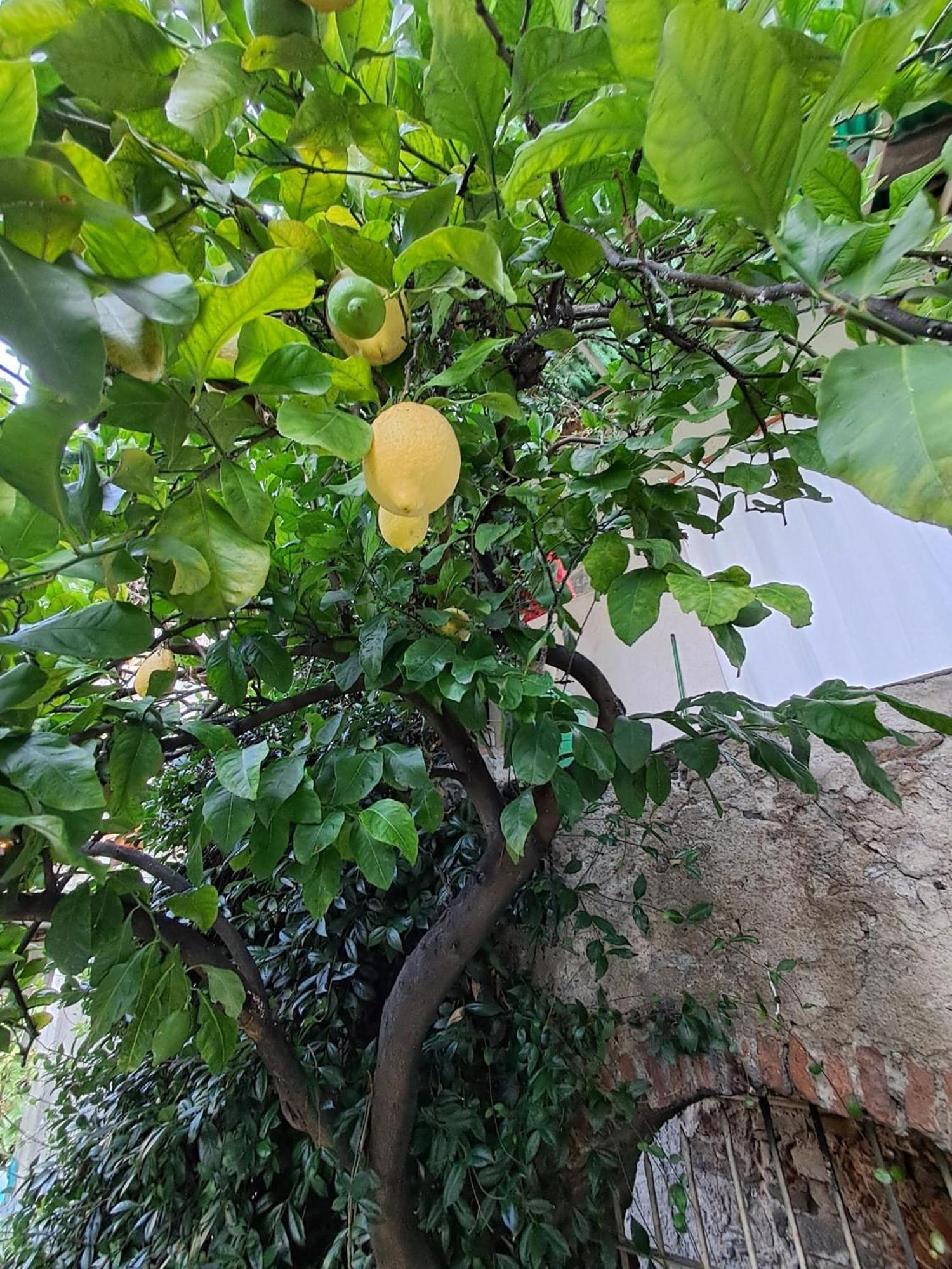 לינה וארוחת בוקר Castelveccana Nonna Anita מראה חיצוני תמונה